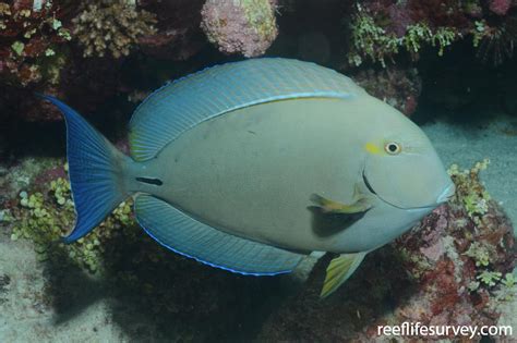 Acanthurus Blochii Ringtail Surgeonfish