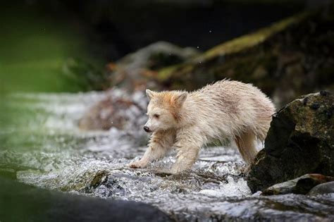 Kermode Bear: Rare Spirit Bear of British Columbia