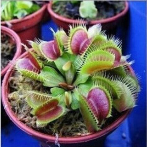 Venus Flytrap Seeds 100 pcs – Slim Wallet Company