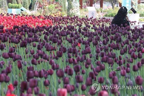 2023 고양국제꽃박람회 개막 네이트 뉴스