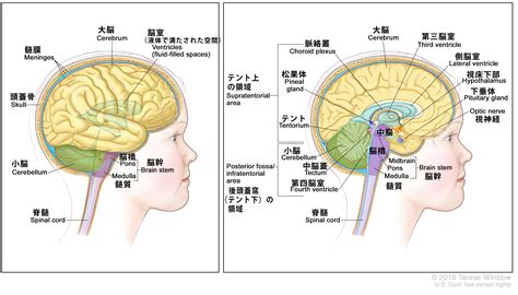 がん情報サイト｜pdq®日本語版 患者様向け