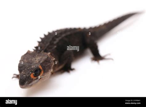 Tribolonotus Gracilis Red Eyed Crocodile Skinks Lizard Isolated On