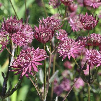 Monarda Gardenview Scarlet Claire Austin