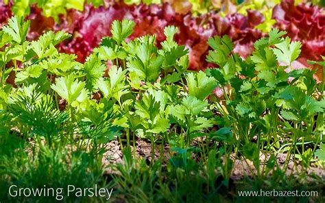 Growing Parsley | HerbaZest