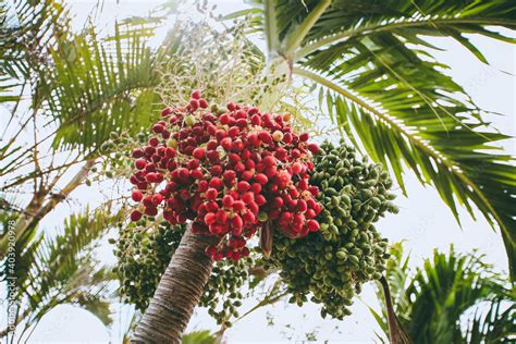 adonidia merrillii  manila palm   palm tree species native