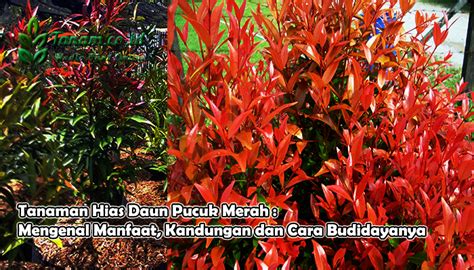 Tanaman Hias Daun Pucuk Merah Mengenal Manfaat Kandungan Dan