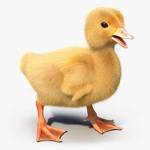 Duck 3D Models for Download | TurboSquid