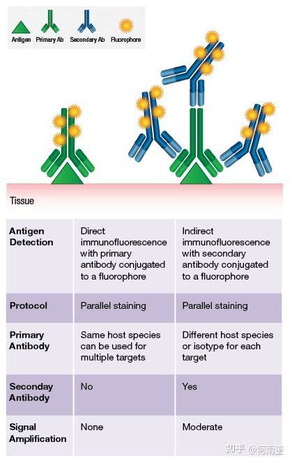实验技术学习笔记免疫组织化学染色法IHC 知乎