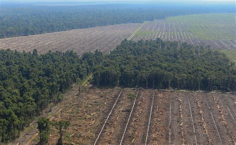 Papua Barat Cabut Izin Usaha Kelapa Sawit Riset