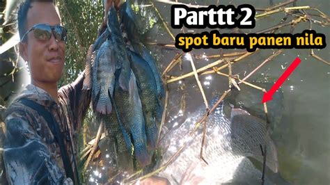 SUNGGUH BERUNTUNG Pemaser Menemukan Spot Ini Ikan Nila BABONNYA