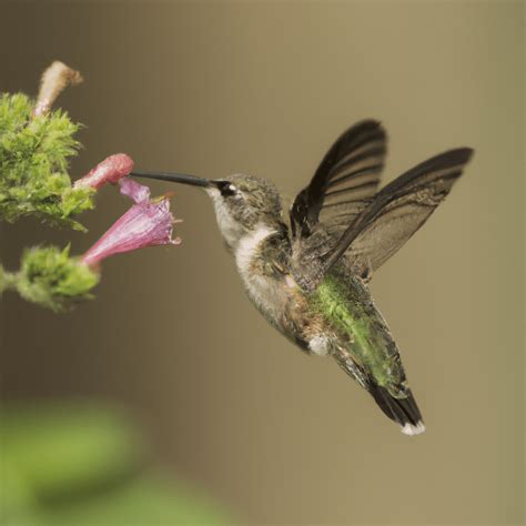 Fascinating Facts About Female Hummingbirds And Their Behavior Birds Coach