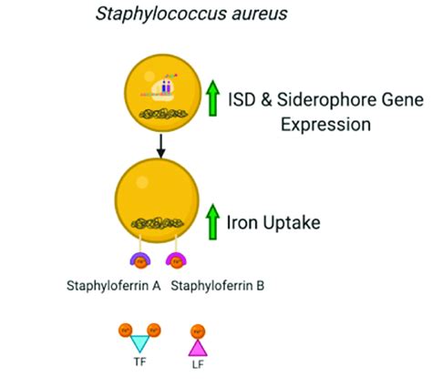 During An Infection The Host S Defense System Withholds Iron S Download Scientific Diagram