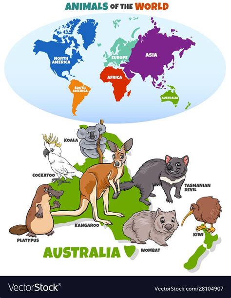 Educational cartoon australian animals vector image on VectorStock ...