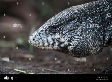 Argentine Black And White Tegu Lizard Stock Photo Alamy