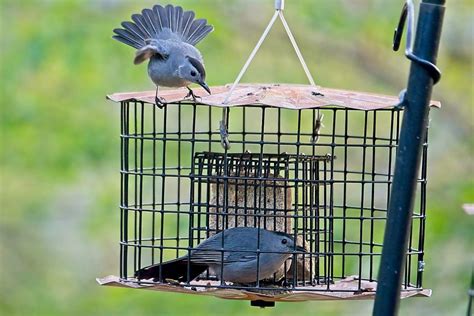 Unexpected Birds in Caged Bird Feeders - Birdseed & Binoculars