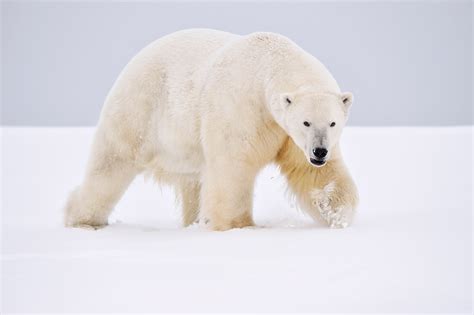 Polar Bear Photo Tour Alaska Polar Bear Photography Workshop Anwr