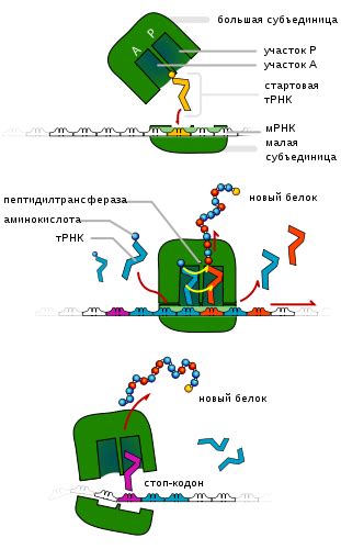 Ribosomes Diagram - ClipArt Best