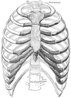 Osteologia Esternon Costillas Y Torax