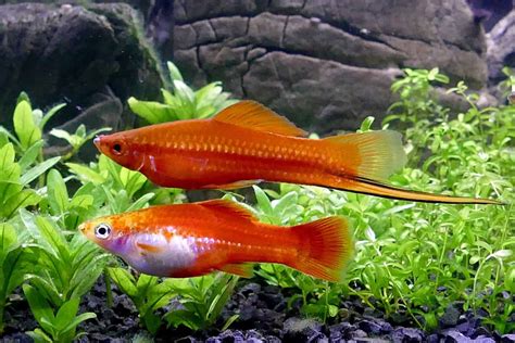 Swordtail Fish Species Profile And Complete Care Guide