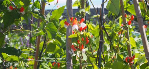 How To Make A Teepee For Your Climbing Beans