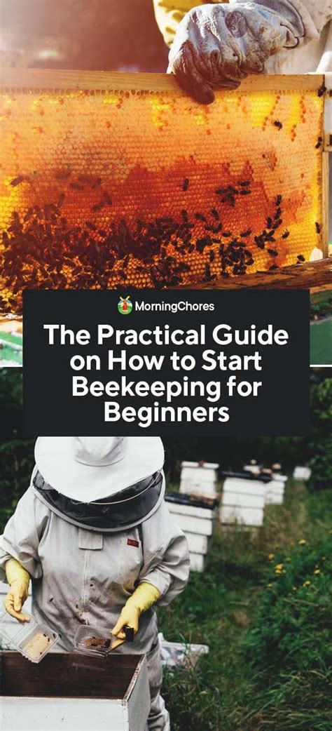 The Practical Guide On How To Start Beekeeping For Beginners How To