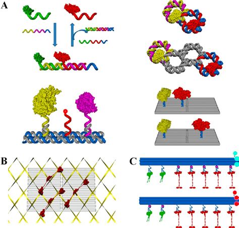 Representative Examples Of Dna Nanostructure Directed Assembly Of