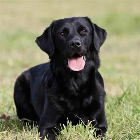 Labrador Dog Breed: Facts & Information