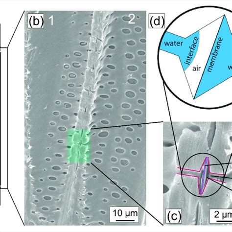 Basic structure of the xylem, the water transport tissue of plants. The ...