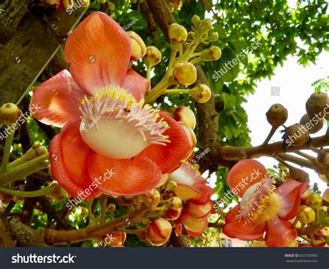 Sal Flowers Beautiful Sal Tree India Stock Photo (Edit Now) 652105960