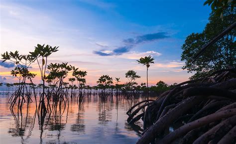 Jeevoka - Life In Shallow Waters - The Mangrove Forests Of India