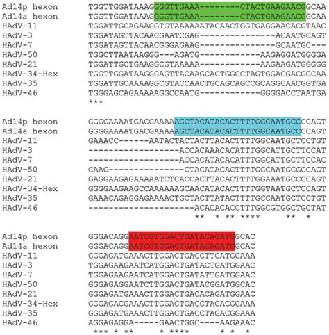 Alignment Of Species HAdV B Hexon Sequences Which Span The HAdV 14