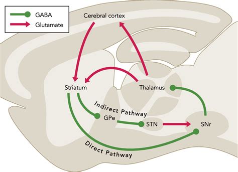 Figure From Striatal Mechanisms Underlying Movement Reinforcement