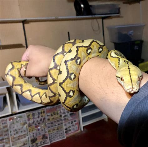 Pin By Jose Gonzales On Reticulated Pythons Reticulated Python