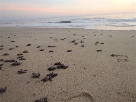 Eco Adventures Puerto Escondido Qu Saber Antes De Ir Lo M S