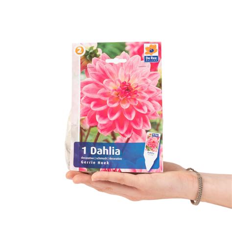 Βολβός Dahlia Gerrie Hoek Airplantsgr