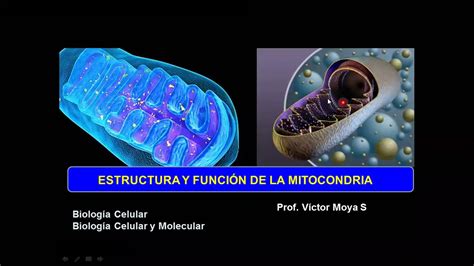 Clase Estructura y función Mitocondrial parte I YouTube