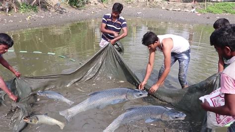 Net Fishing Catching Lot Of Fish By Cast Net Net Fishing In A