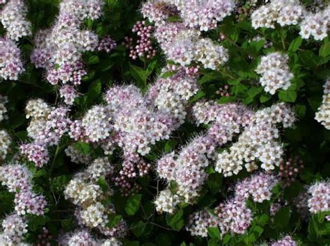 Little Princess Spirea 5 Container Grimms Gardens