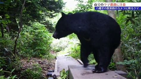 「雨が降ると遭遇のリスクは高まる」 八幡平の監視カメラ、クマの姿をとらえる クマと遭遇しないためには ビジターセンターのスタッフに聞いてみた