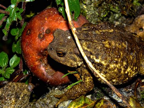 Free Images Nature Wildlife Wild Toad Reptile Amphibian Fauna