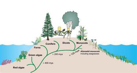 Colleen Cronin Monitoring The Health Of A Bay By Seagrasses — Blog