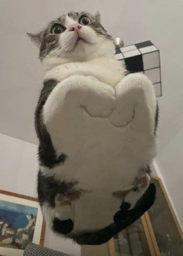 Cats Smooshed On Glass Tables Will Bring You Instant Happiness Cuteness