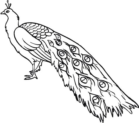 Peacock Coloring Pages For Free Downloadable Educative Printable