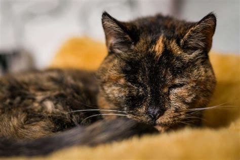 Kent Puss Flossie Is Named World S Oldest Cat