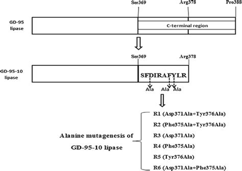 Schematic Presentation Of Generated R1 R6 Constructs Download Scientific Diagram