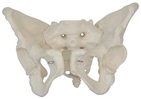 Buy Piaolign Body Model 1pc Life Size Female Pelvis Skeleton Model