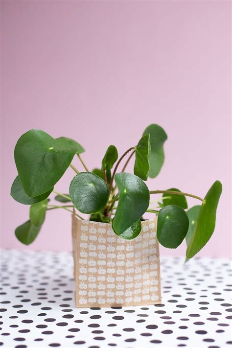 Pilea Vermehren Und Pflegen Pflanzenliebe Diy Blog Do It Yourself