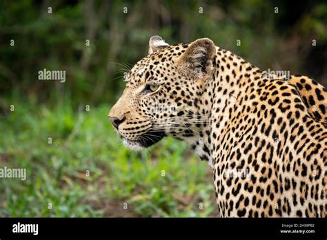 Portrait Of An African Leopard In Sabi Sands Game Reserve In South