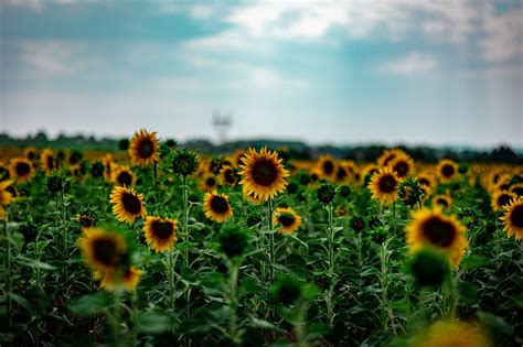 Ai Generated Sunflowers Sunflower Free Photo On Pixabay Pixabay