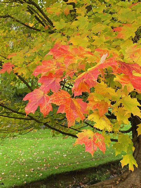 Maple Tree Branch In Fall Colors Photograph By Deborah League Fine